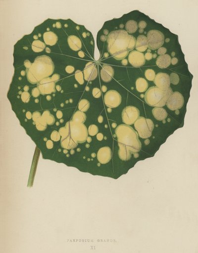 Farfugium Grande 作者 英语学校